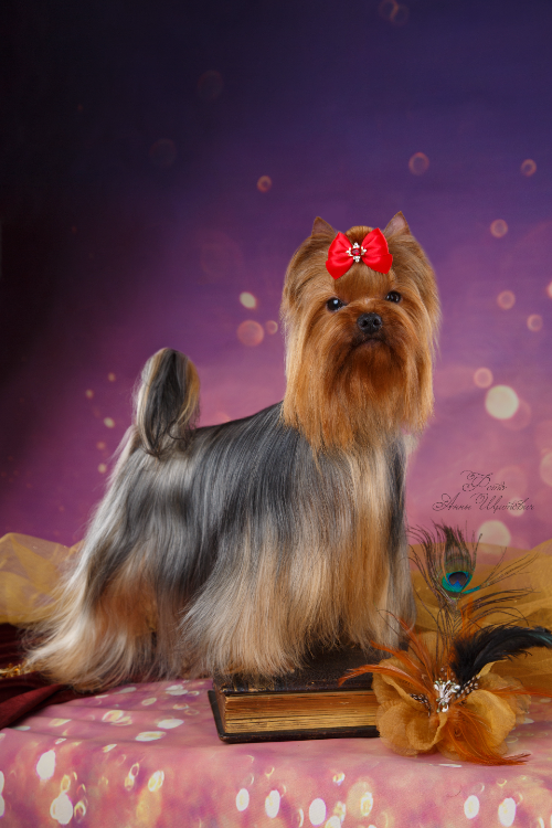 LESANZH SAVANNA — Labaza DogPedigree YorkshireTerrier